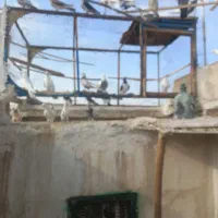 کفتر پرشی عالی|پرنده|کاشان, لتحر|دیوار