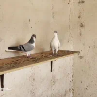 یک جفت بدرنگ|پرنده|محمدیه-قزوین, |دیوار