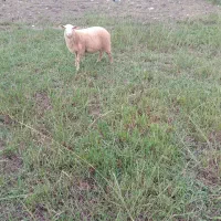 گوسفند چند قلو زا|حیوانات مزرعه|کلارآباد, |دیوار