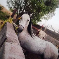 اسب کرد|اسب و تجهیزات اسب‌سواری|خواف, |دیوار