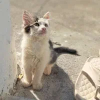 بچه گربه دیش ۳ماهه