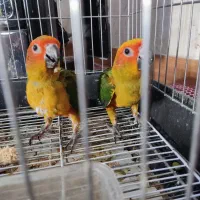 خورشیدی راهب عروس هلندی جوجه|پرنده|تهران, وحیدیه|دیوار