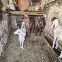 بزکاموری آبستن سنگین