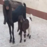 بز افغانی پاکستانی|حیوانات مزرعه|اهواز, پردیس دو|دیوار