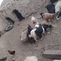 ۱۶ راس بز و بزغاله|حیوانات مزرعه|بردسکن, |دیوار