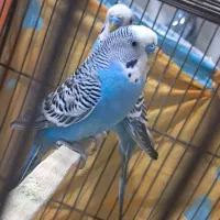 دو عدد مرغ عشق نر