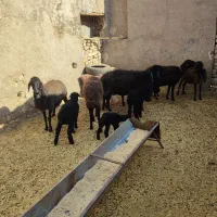 گوسفند میش بره دار چپش قوچ شیشک بز بزغاله دار|حیوانات مزرعه|قم, شهر قائم|دیوار