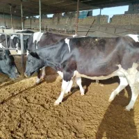 پنج رس گاووتلیسه دم زا خون گیری شده