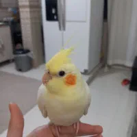 عروس هلندی ماده|پرنده|مشکین‌دشت, |دیوار