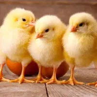 نیروی کار مرغداری گوشتی