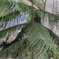 گل کاج مطبق