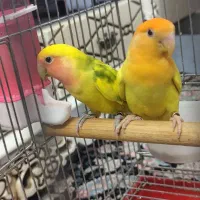 طوطی برزیلی