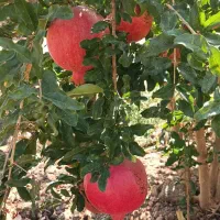 سرمایه آزاد دارید لازم دارم