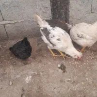 خروس گلین لری