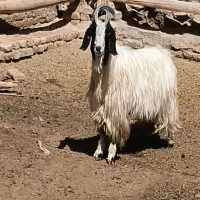 نربز|حیوانات مزرعه|مشهد, كنويست|دیوار