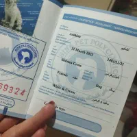شیتزو کراس (ماده)|سگ|تبریز, |دیوار