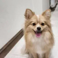 سگ پامر روباهی