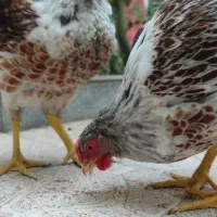 خروس ویاندوت اورنج