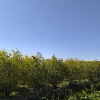 فروش باغ ۵۰۰ متری در حومه شهری خوسف زیرقیمت|فروش زمین و ملک کلنگی|خوسف, |دیوار