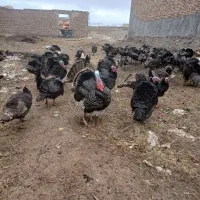 بوقلمون طبیعی