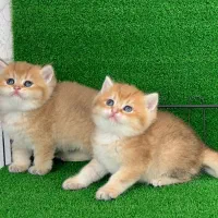 بریتش ماده صورت خرسی