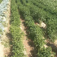 لوبیا سبز و فلفل تندوبادمجان وکدو تخم مرغ|خوردنی و آشامیدنی|بجنورد, |دیوار