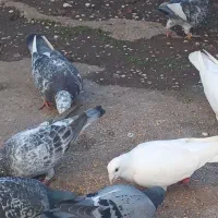 کبوترپلاکی|پرنده|لشت نشا, |دیوار