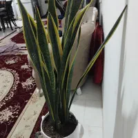 گل خشگل واصلی