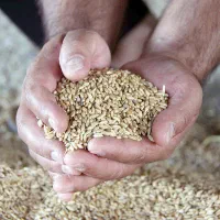 گندم /آبی/ درجه یک