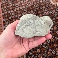 فسیل