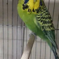 مرغ عشق انگلیسی نر|پرنده|ری, صفاییه (چشمه علی)|دیوار