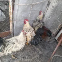 خروس محلی چاق|حیوانات مزرعه|اردبیل, |دیوار