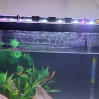 اکواریوم|ماهی|شاهینشهر, خانه کارگر|دیوار