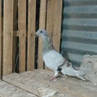 کبوتر جوانه