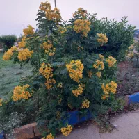 دو قطعه زمین کنار هم