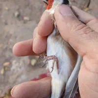 سهره نر درشت