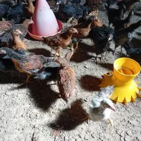 نیمچه مرغ و خروس|حیوانات مزرعه|تبریز, |دیوار