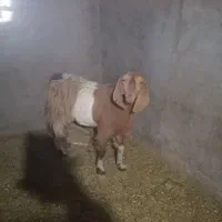 فروش بره نر سبک وزن وبزغاله|حیوانات مزرعه|بیرجند, |دیوار