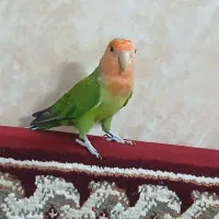 طوطی کوتوله نر