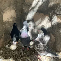 جوجه کبوتر|پرنده|محلات, |دیوار