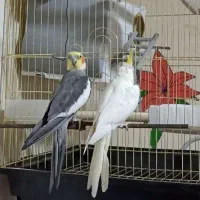 فروش یک جفت عروس هلندی