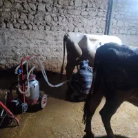 فروش دوعددگاو شیری هلشتاین و یک  گوساله نرسیمینتال|حیوانات مزرعه|ویسیان, |دیوار