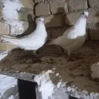 کبوتر|پرنده|جوکار, |دیوار