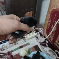 فروش جوجه دو روزه و یک هفته ای|حیوانات مزرعه|جهرم, |دیوار