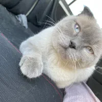 گمشده|حیوانات|سنندج, |دیوار