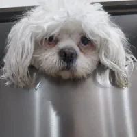 واگذاری رایگان سگ شیتزو مالتیز