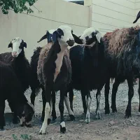 بره ماده پلنگی