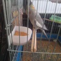 عروس هلندی مولد|پرنده|قم, حکمت شمالی|دیوار