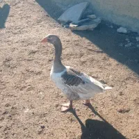 یک عدد غاز طبیعی ماده بفروش میرسد