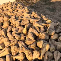 چغندر|خوردنی و آشامیدنی|مشهد, توس فردوسی|دیوار